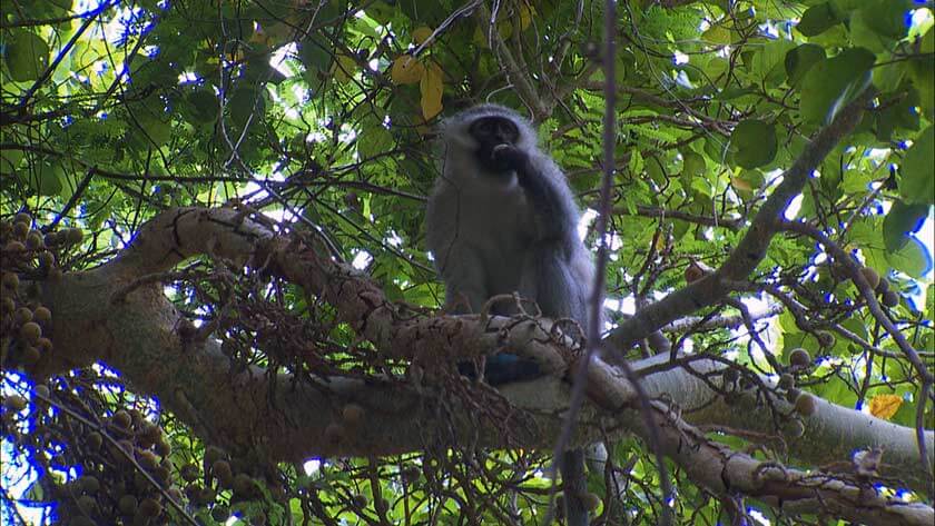 Affe im Baum über dem Dschungelcamp